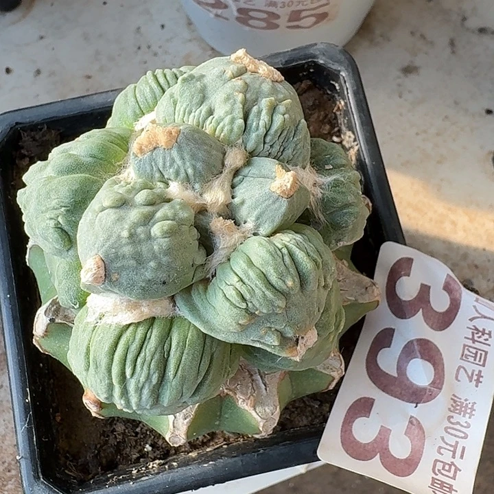 无花朵393栗源怒涛东三