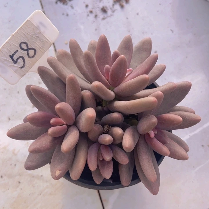 健健康康平平安安