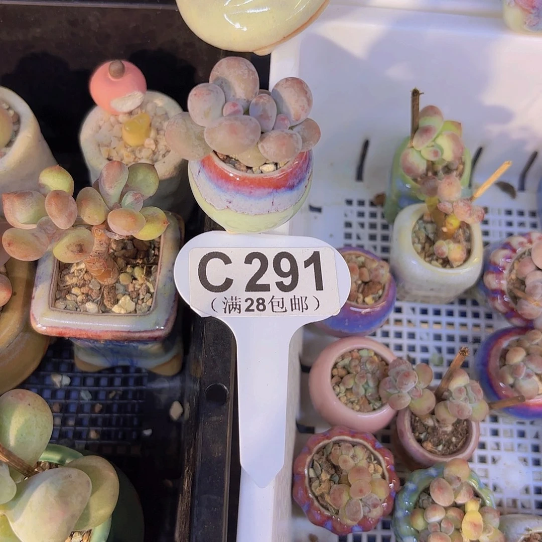 C291彩虹奶杂交一物一拍