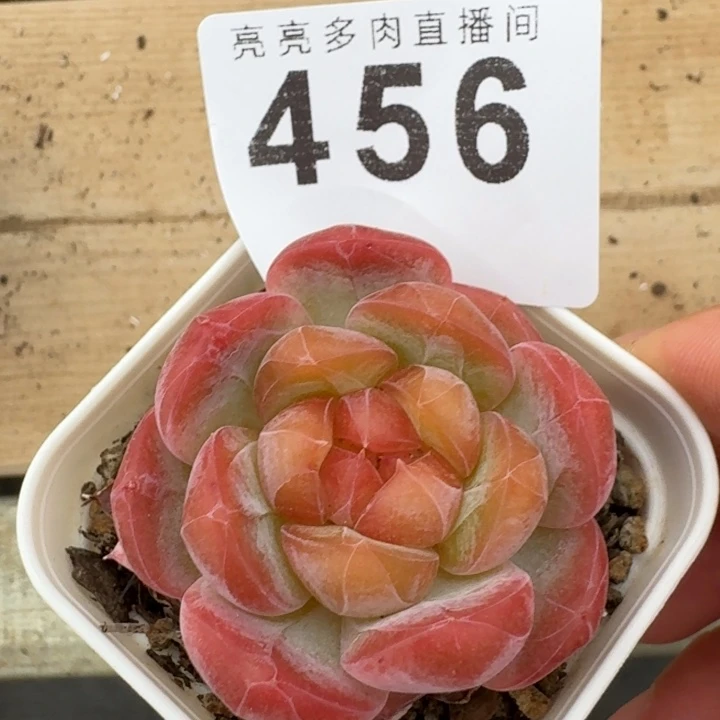 孤品珍妮福利            多肉植物