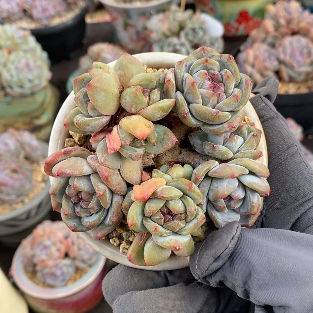 十一头小脸 绿底紫心