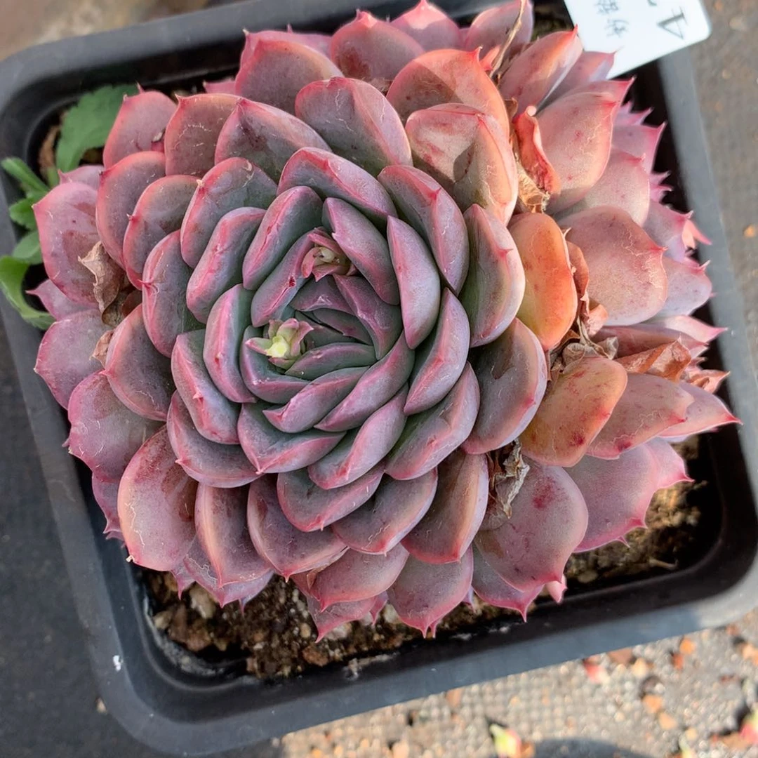 4795杂交多肉老桩