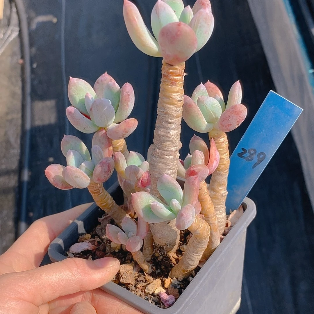 289多肉植物老桩