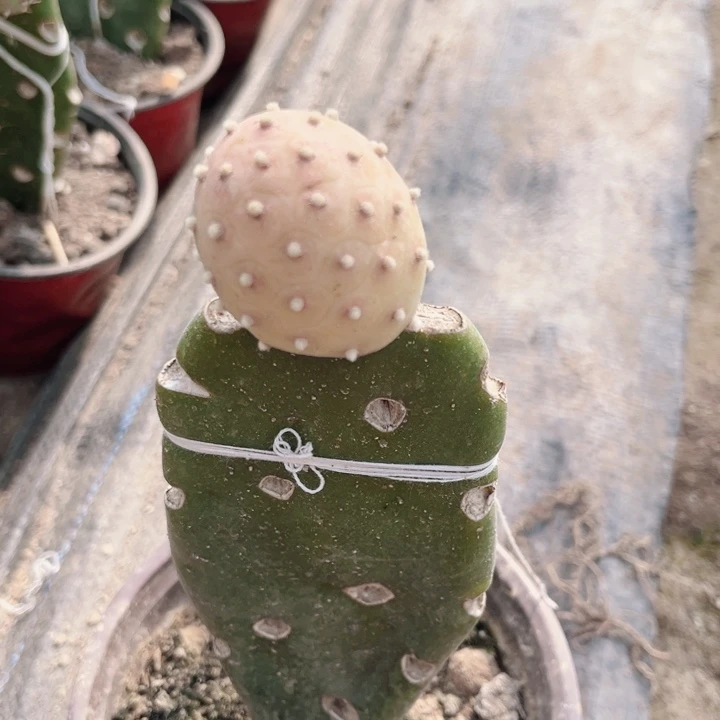 无刺绿锦习志野嫁接