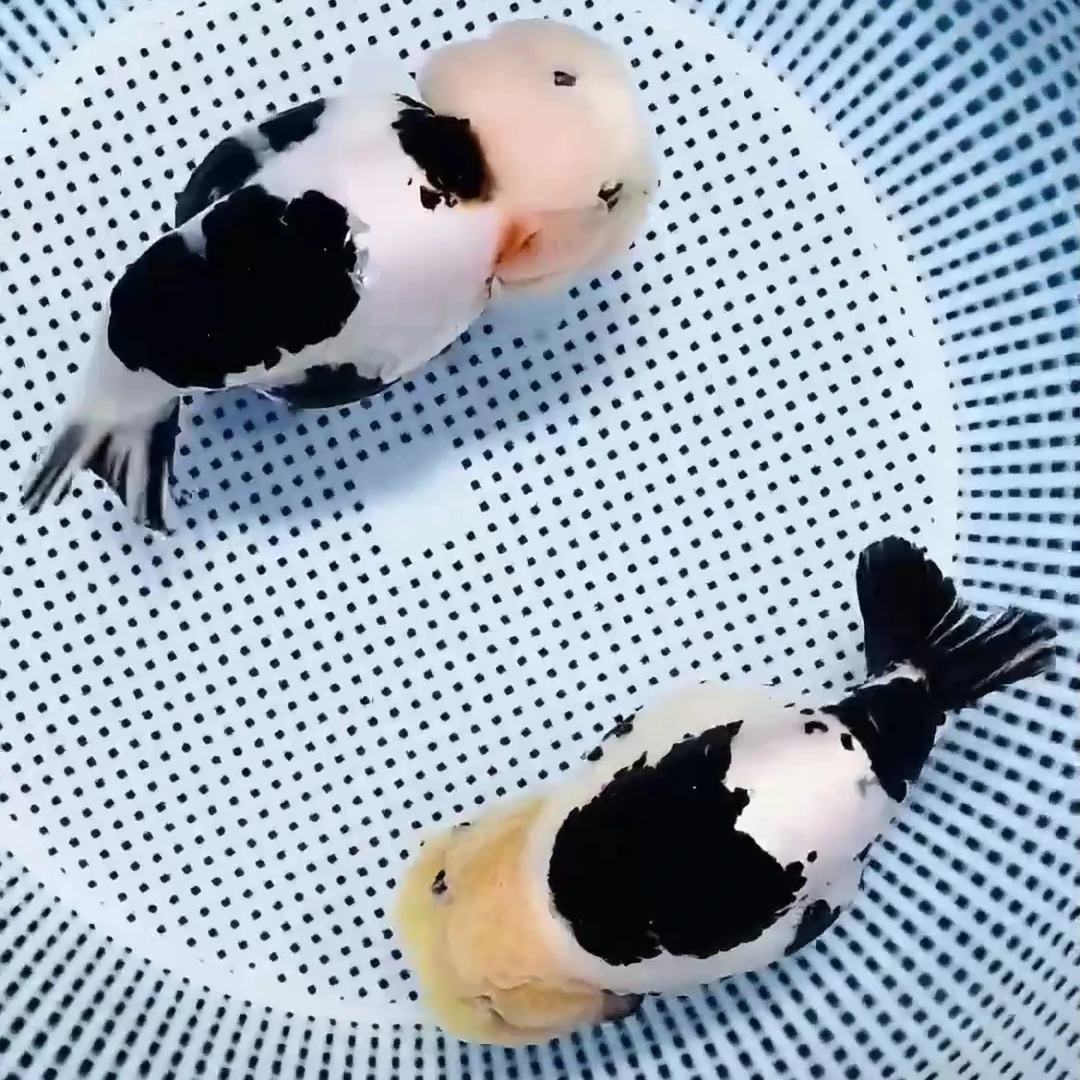 精选福州波妞兰寿亚成观赏鱼包邮包活亚成发货活体