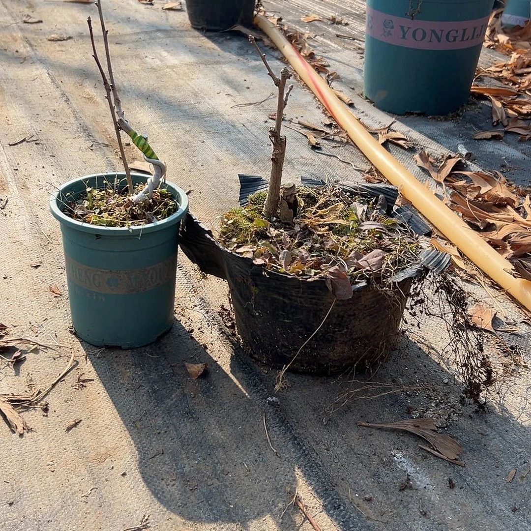 用***3无花朵金叶2.颗带土球