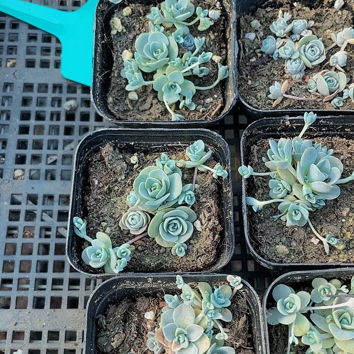 子持莲华2.8带盆土