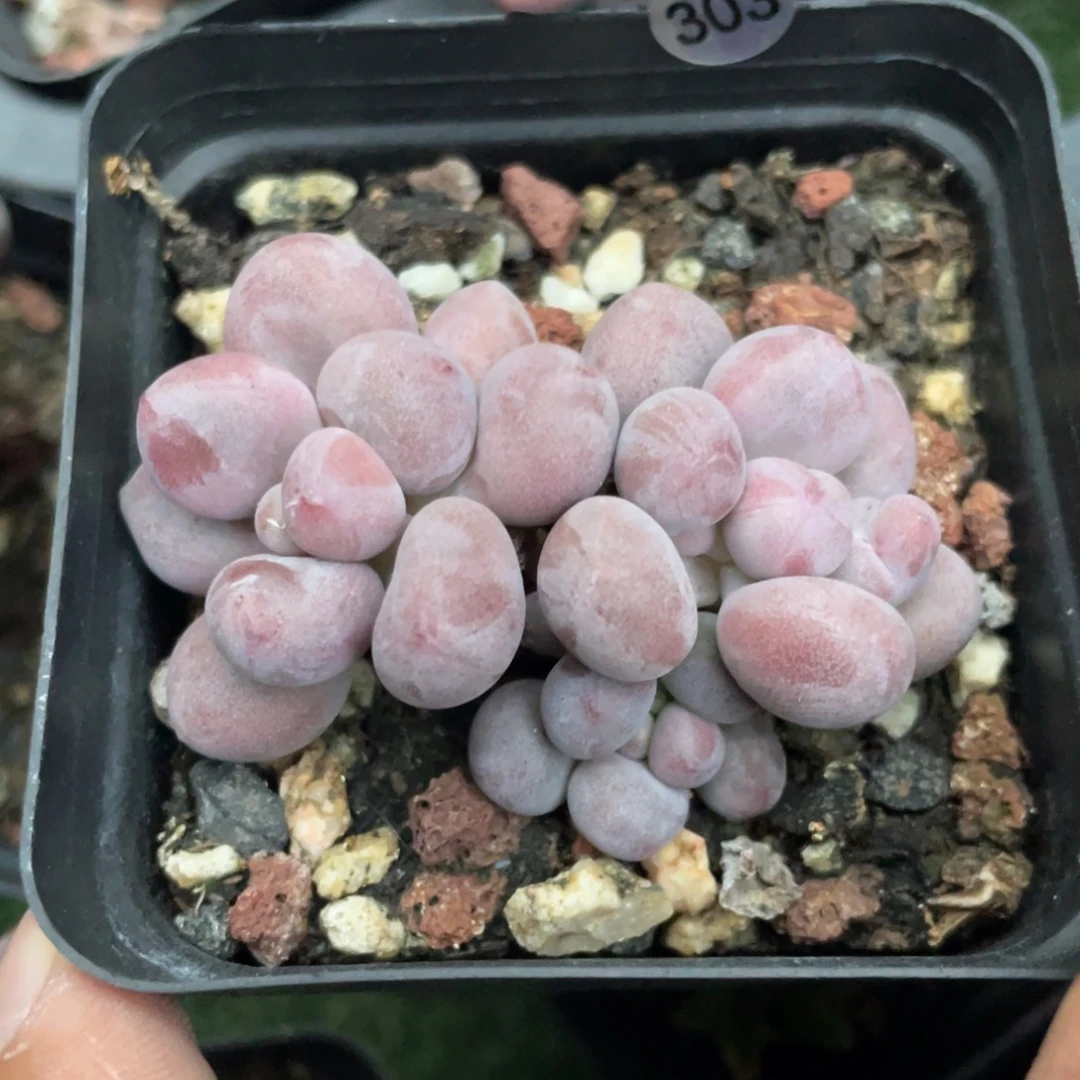 桃花奶酪多肉植物