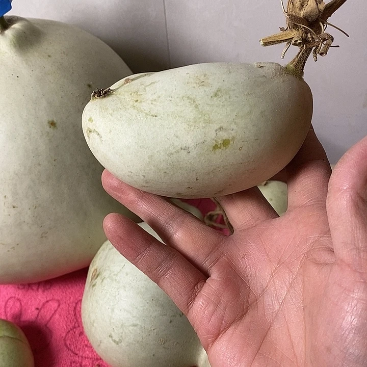 美***嗷青皮腰子葫芦手把件