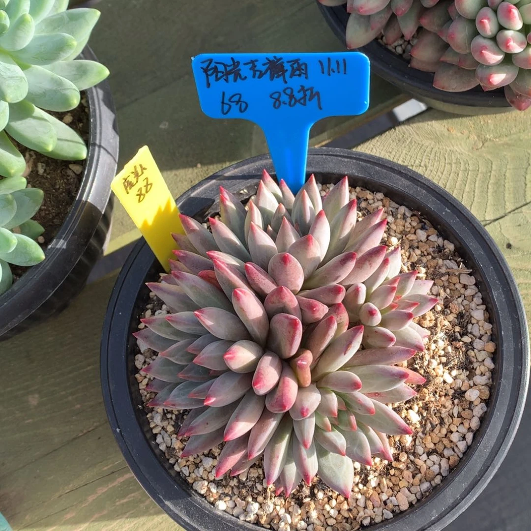 阳***雨我们家的小仙女们