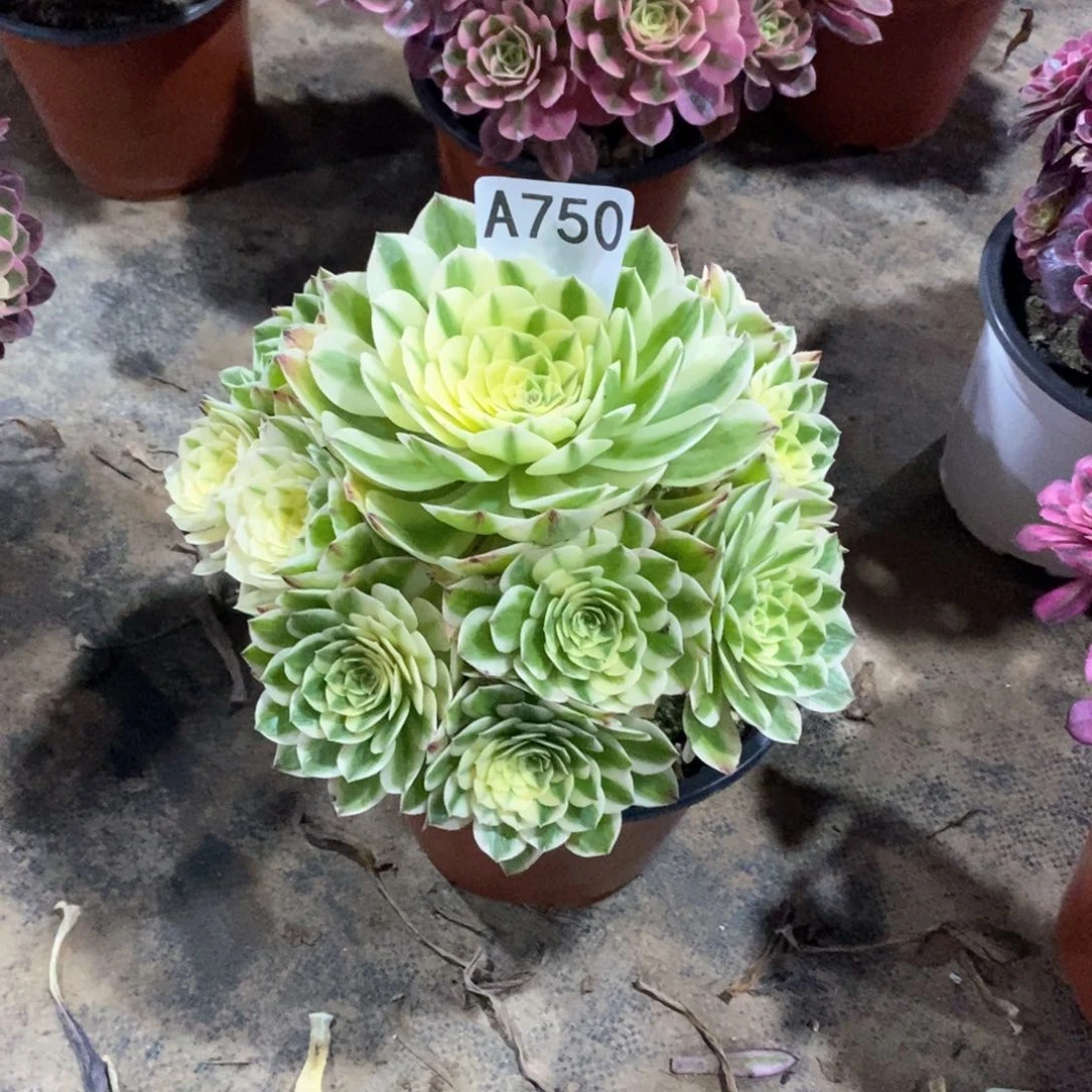 嫩桩伊丽莎白750多肉法师植物