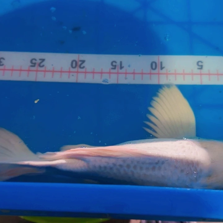 海水鱼蝴蝶鲤包邮40