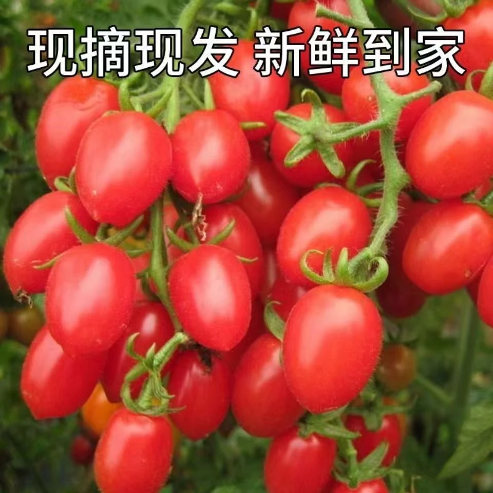 【应季水果批发】玲珑小番茄新鲜小西红柿非薄皮