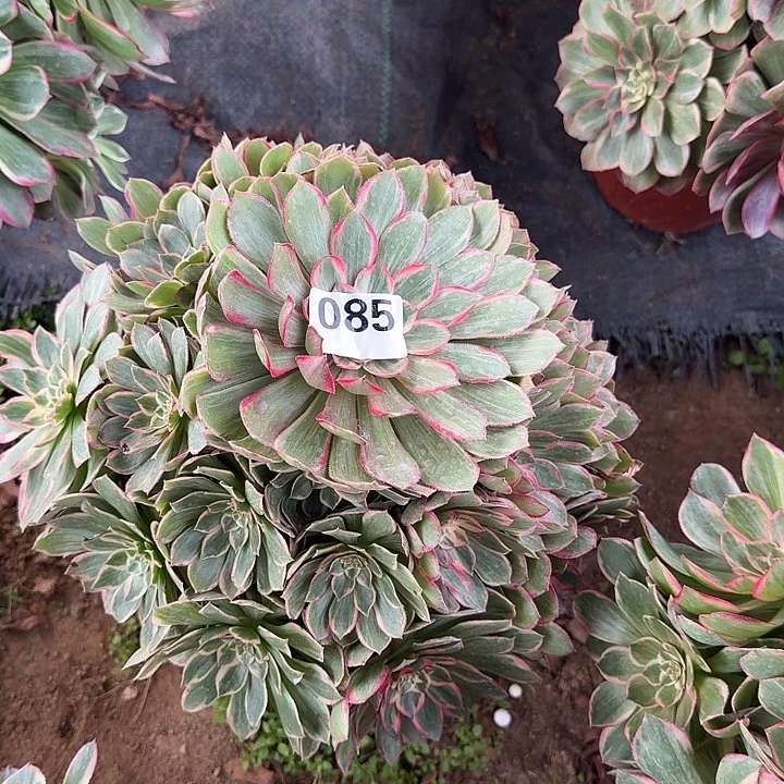 085莲花座hhhhhhhhhhg