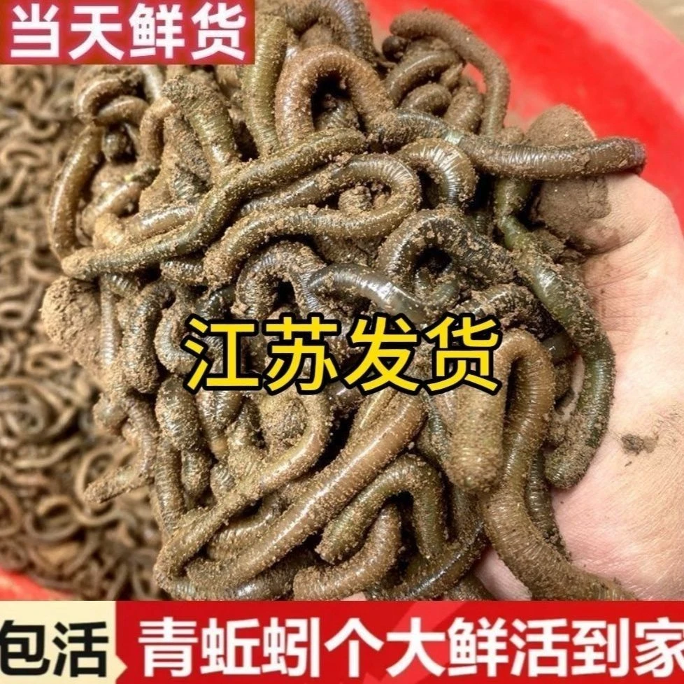 鲜活青蚯蚓黑蚯蚓户外钓鱼钓黄鳝龙虾野生大号活饵顺丰