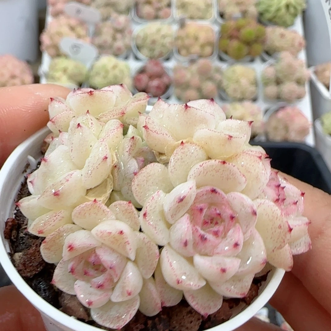 【闪购商品】0120-18小魔仙优选