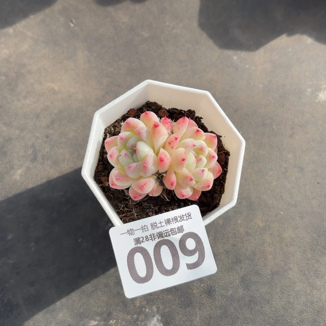 如梦令无盆土发货