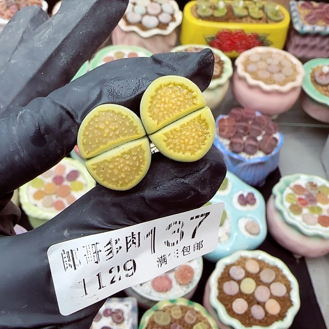 生石花满18包邮1129-137