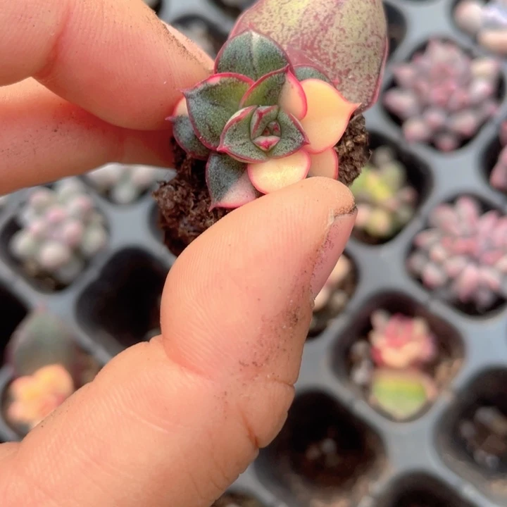 麒麟座锦随机发满18