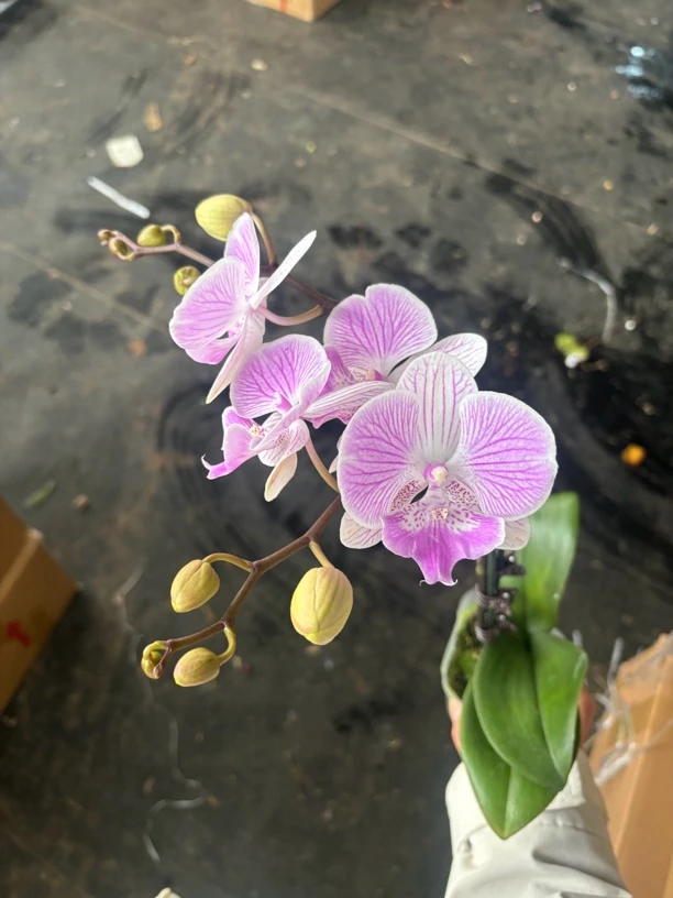 蝴蝶兰———(虞美人)(任意两颗包邮只拍一颗发苗)
