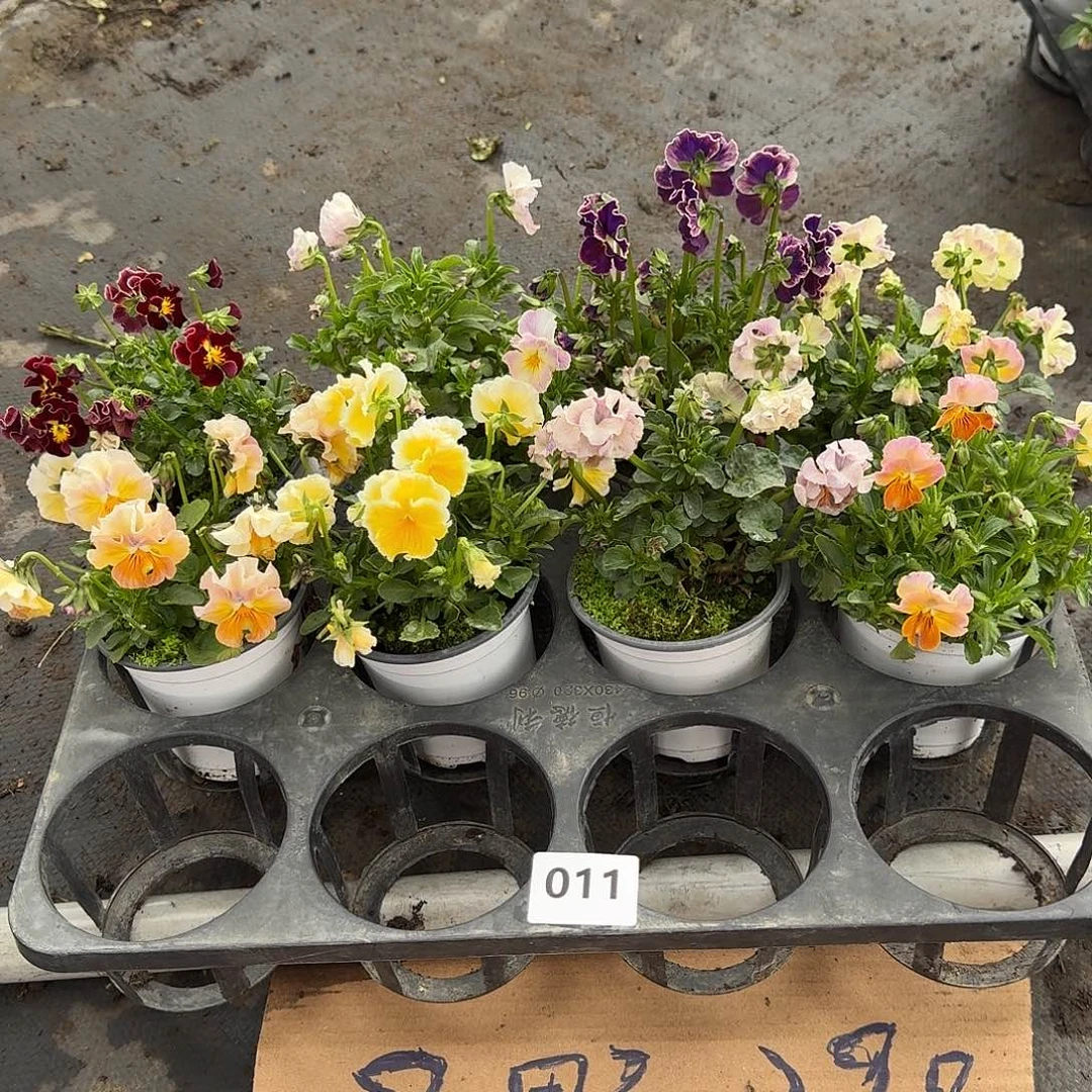 011号花朵不售后大花皱边角堇