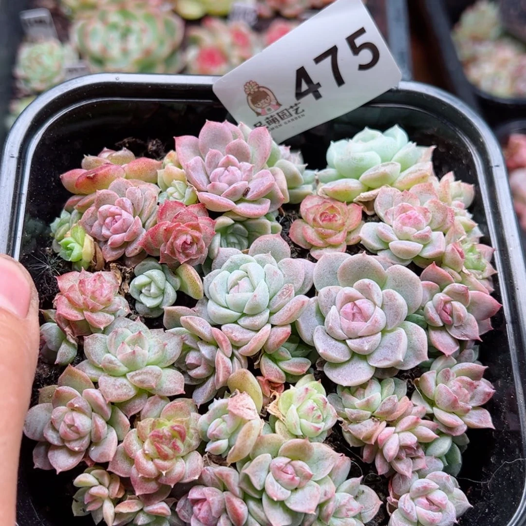 多肉植物多肉植物