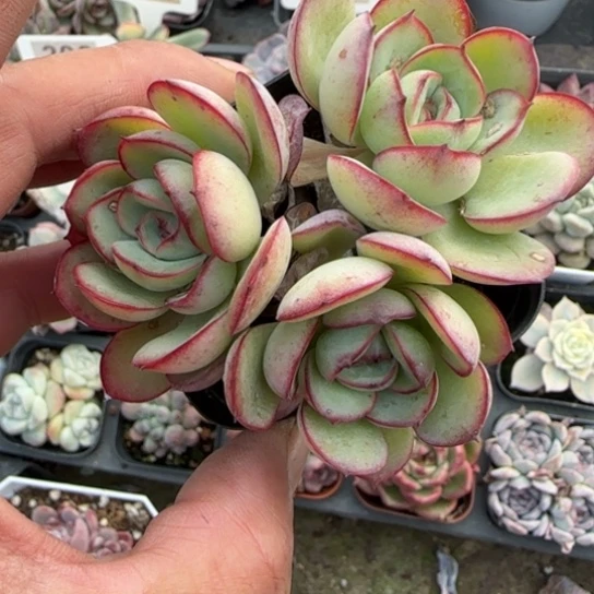 142牡丹亭多肉植物多