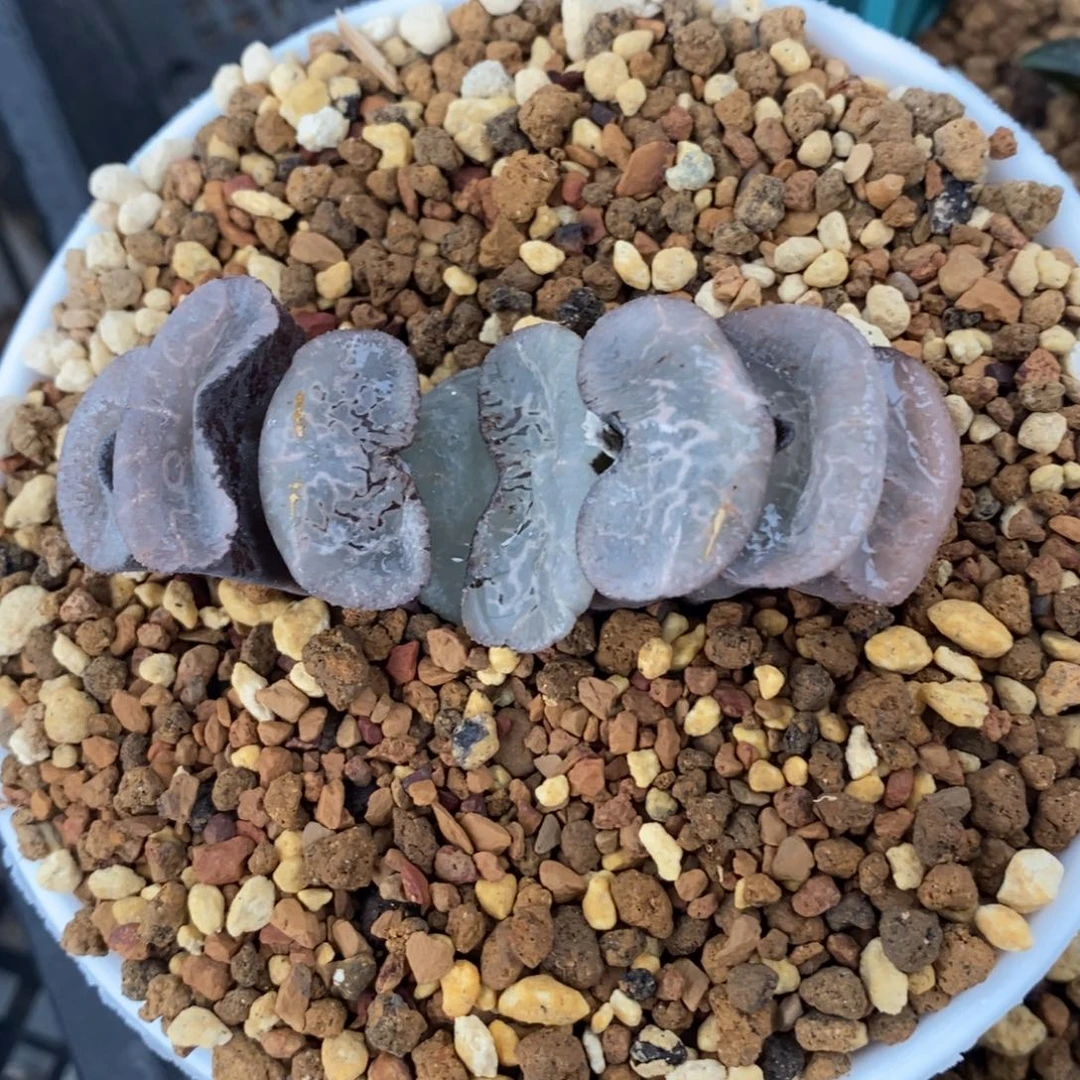 一颗大浮躁玉扇。