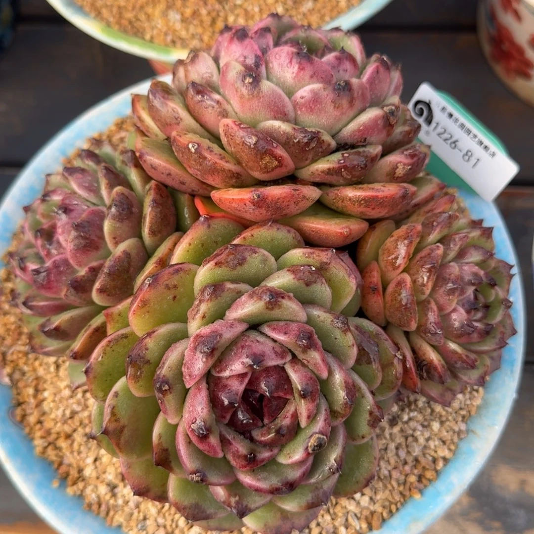 从前慢多肉精选编号1226.81