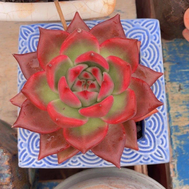 多肉植物啊姆斯壮-4