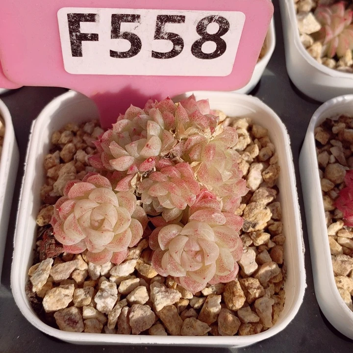 麦秆5cm不包整群