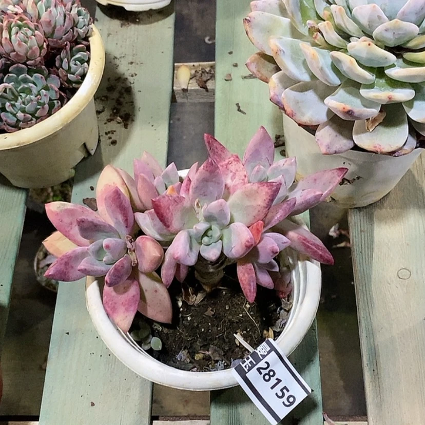 【闪购商品】桃花源28159