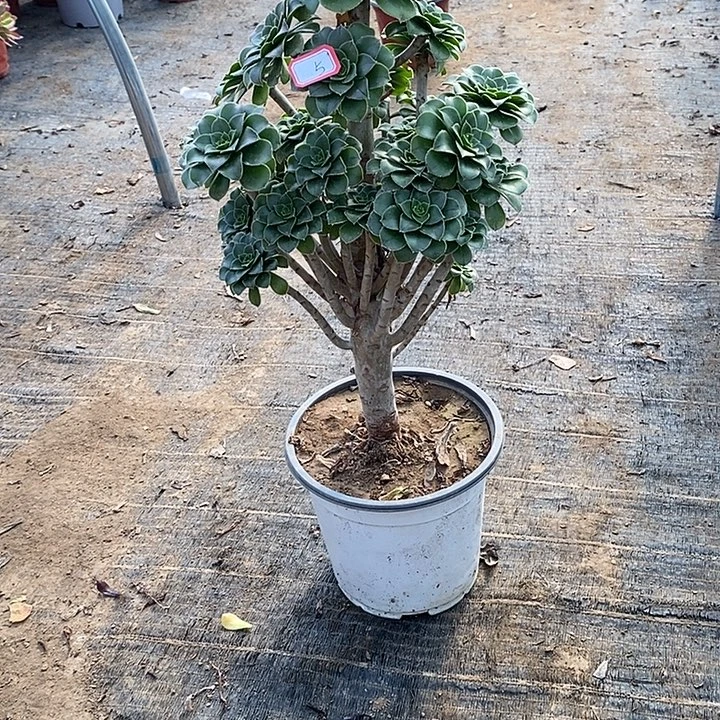 5，绿法师多肉法师多肉法师