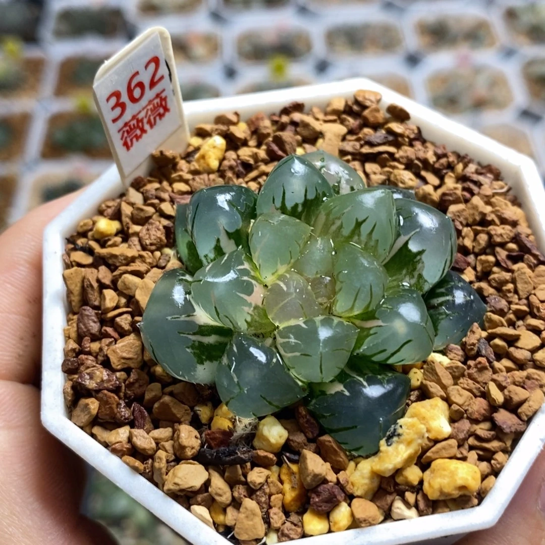 362水中月十二卷多肉