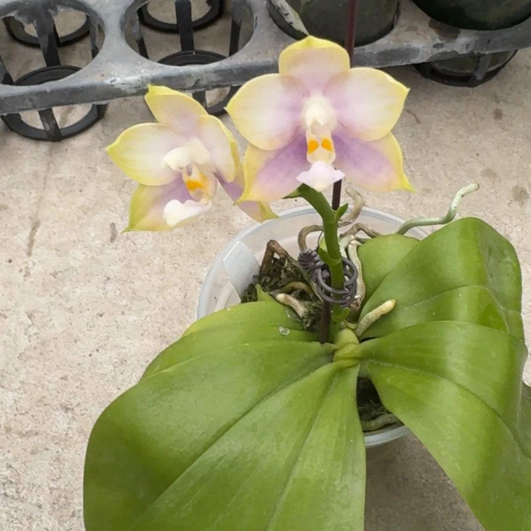 当前无花栽培后可以开花l066 瑕疵三寸ys1209