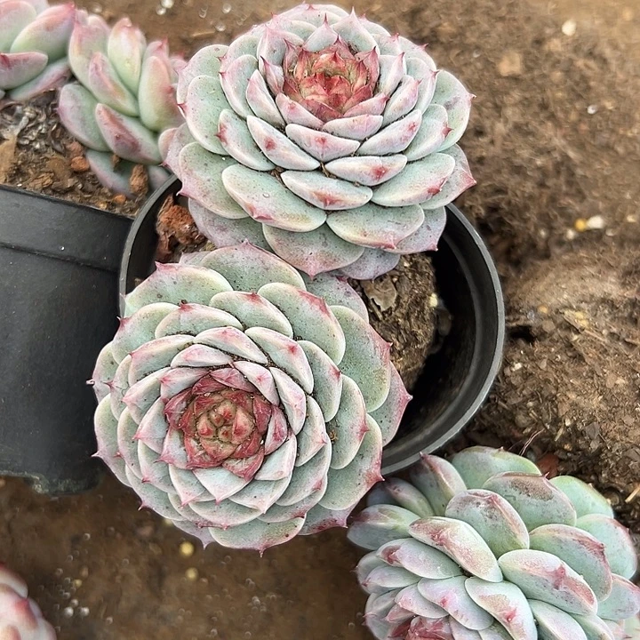天鹅绒。