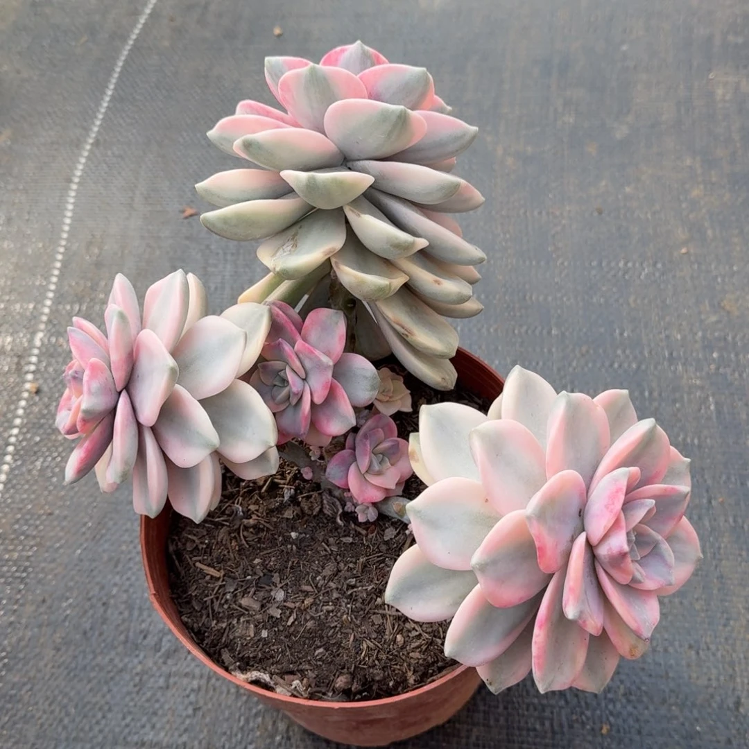 紫乐锦锦上园艺一物一拍