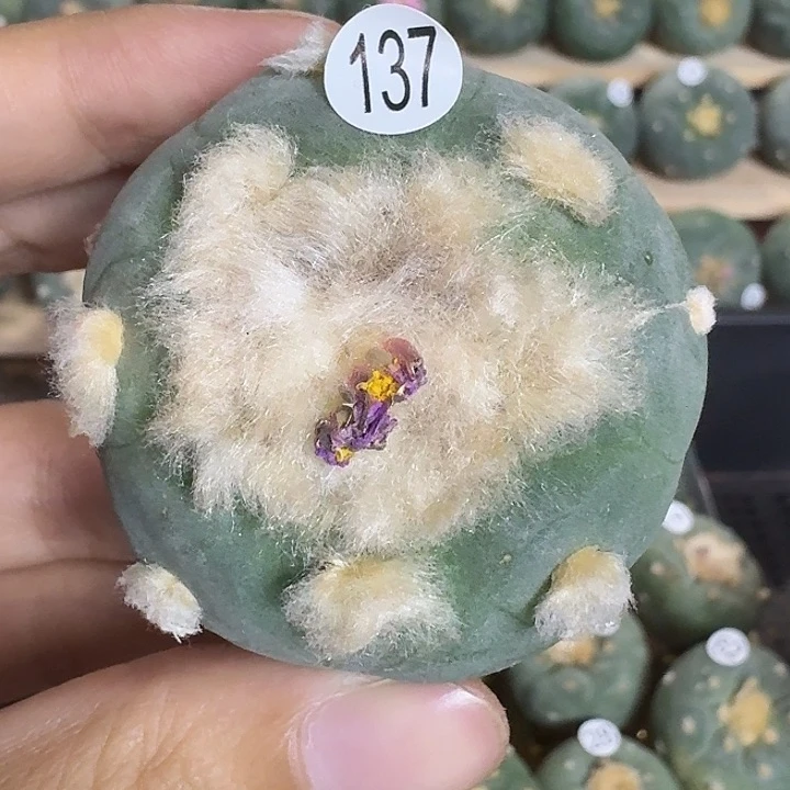 完全开放m**?实生长毛园艺观赏植物