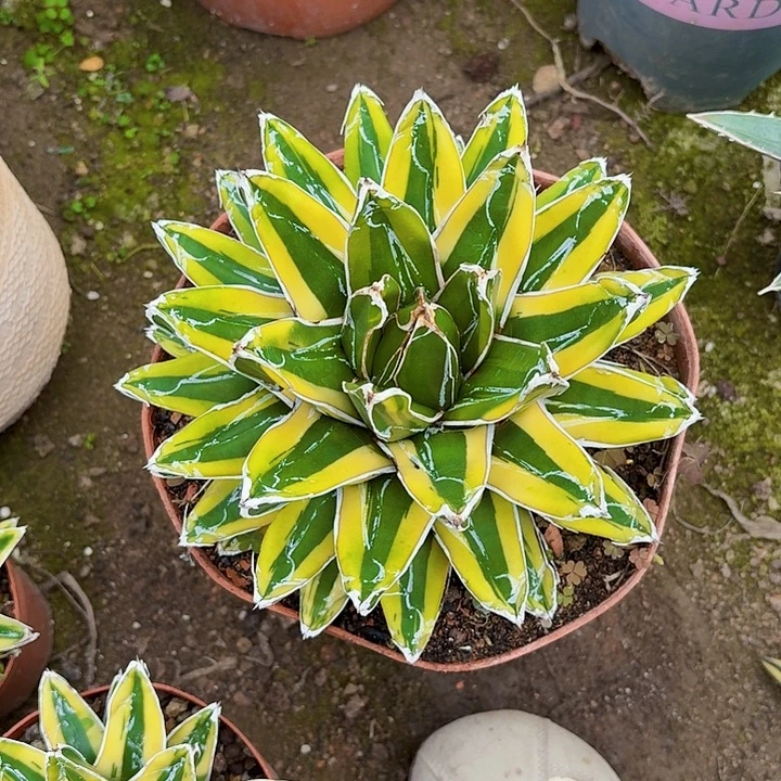 完全开放辉山龙舌兰裸根20cm