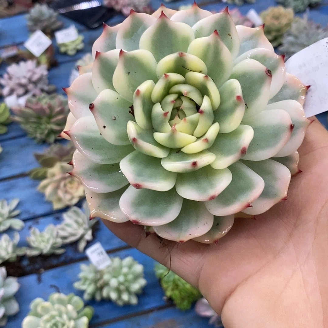 759圆叶吉娃娃覆轮锦大锦边多肉