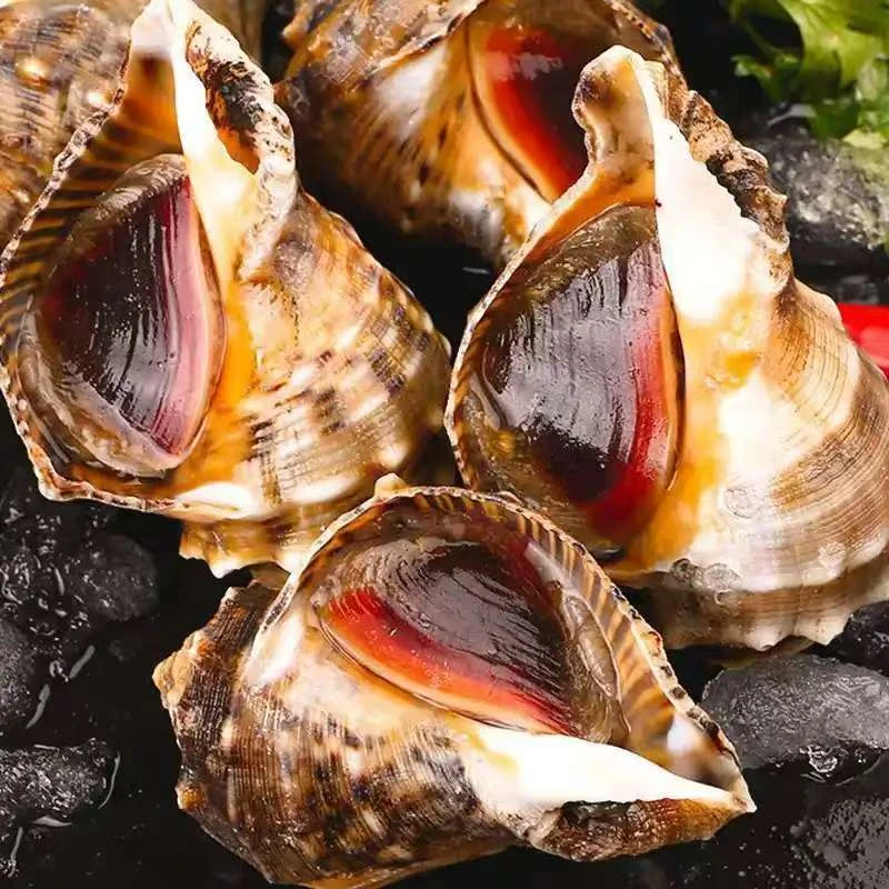 渤海湾 海螺  海捕 野生 薄皮 满肉 包活无沙 贝类 海鲜 顺丰包邮