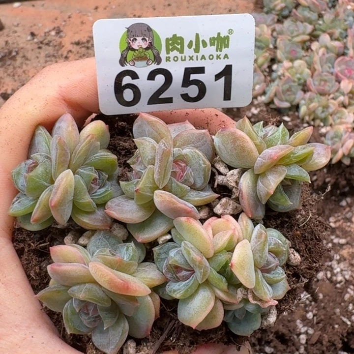 多肉植物多肉植物