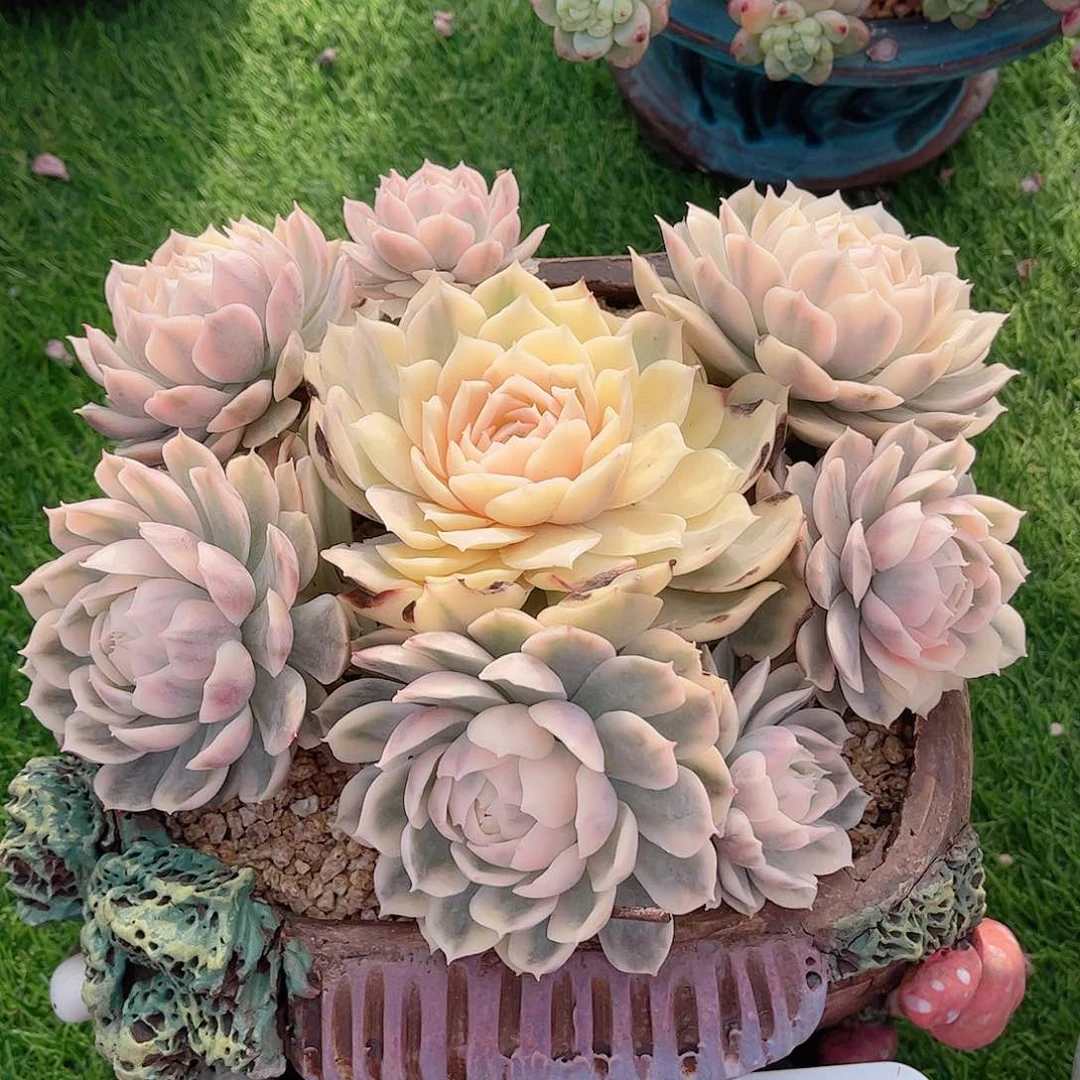 昂斯洛锦捧花多肉