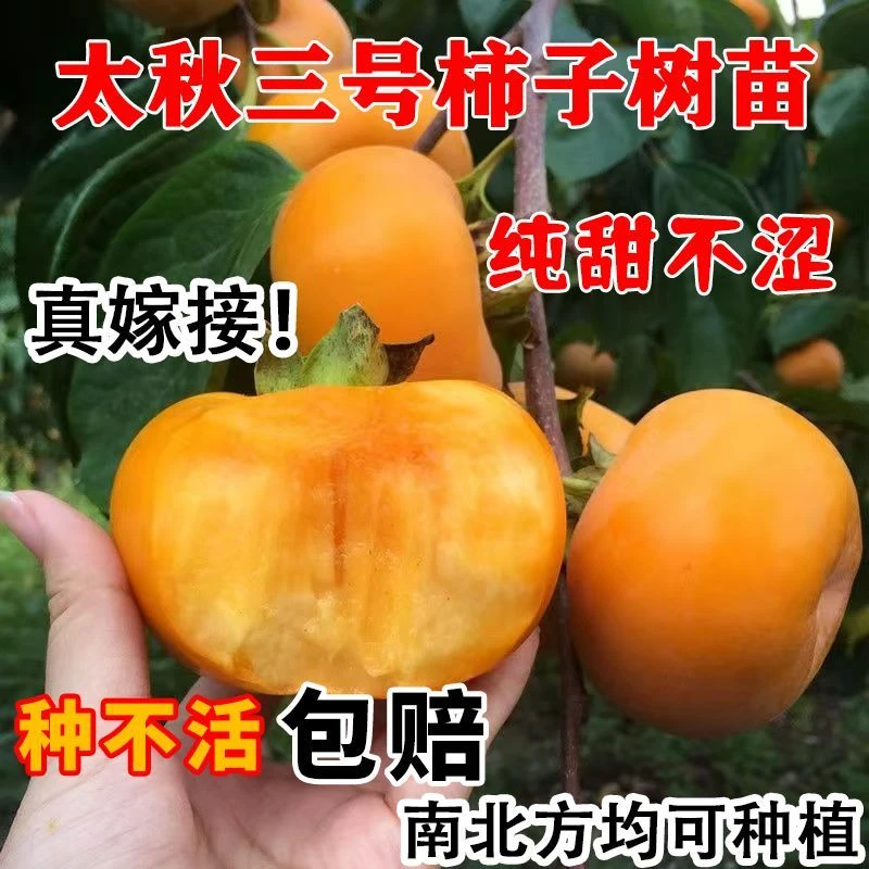 正宗脆甜柿子树苗太秋脆甜柿子苗南北方均可种植盆栽地栽耐旱耐寒