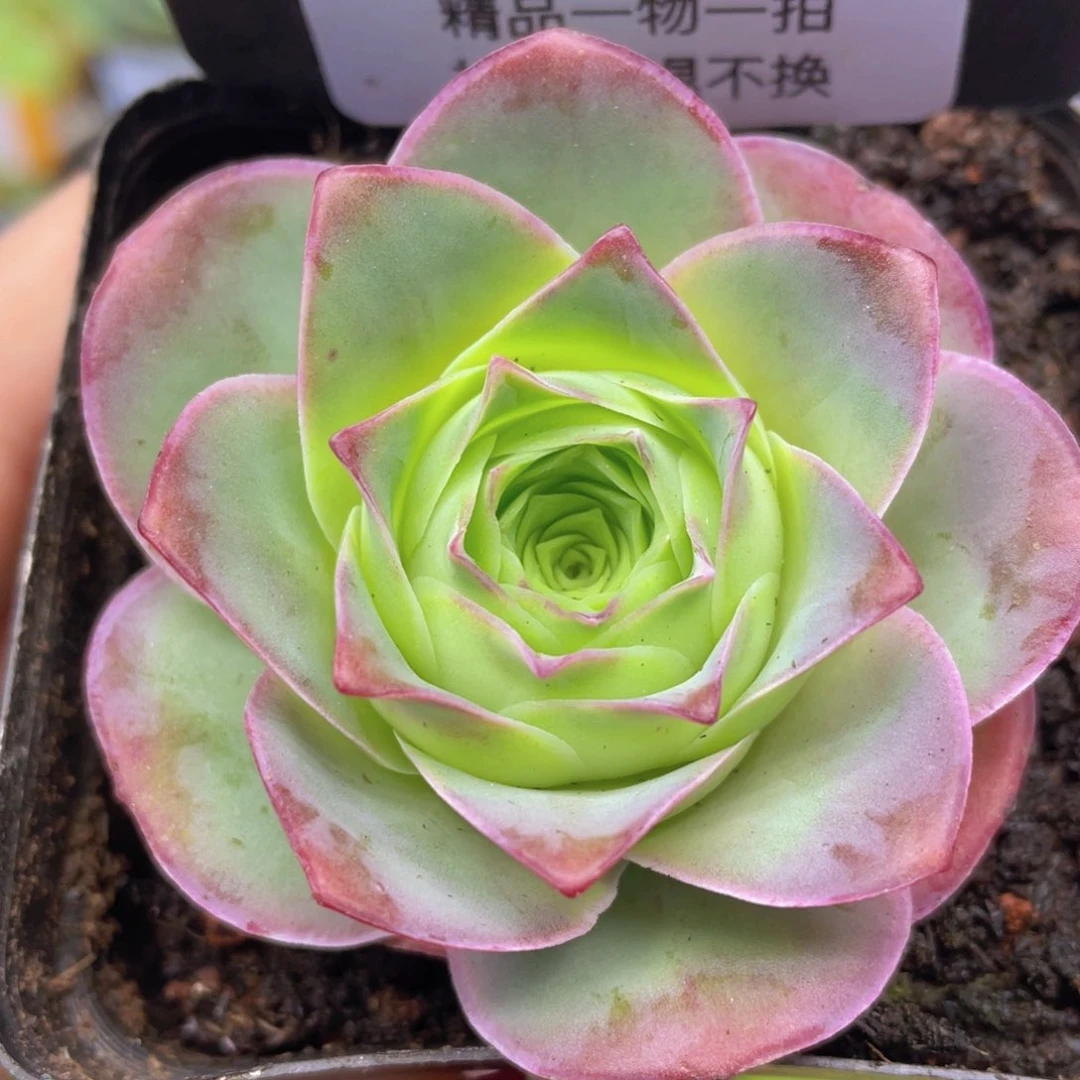 黄金帕杂交新年福利230