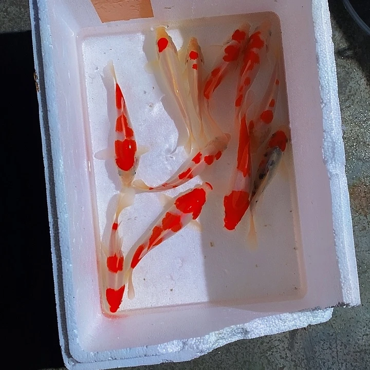 锦鲤锦鲤活鱼开箱包活
