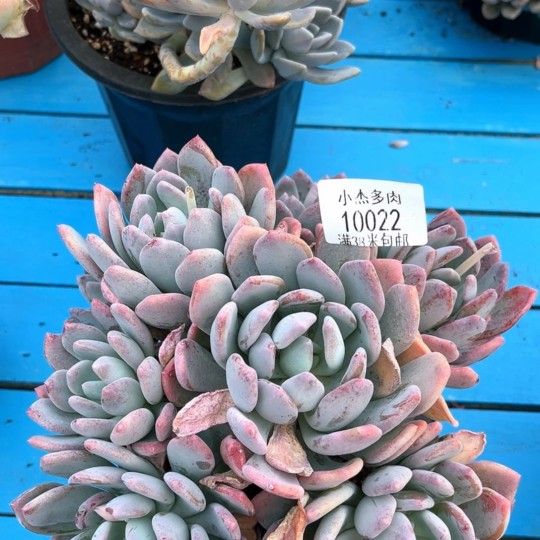 灰姑娘小群10022