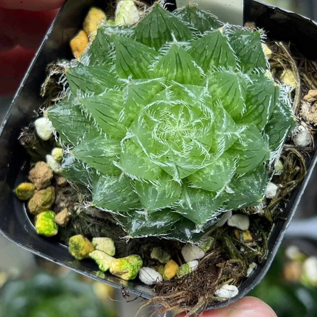 47塞米维娅玉露锦