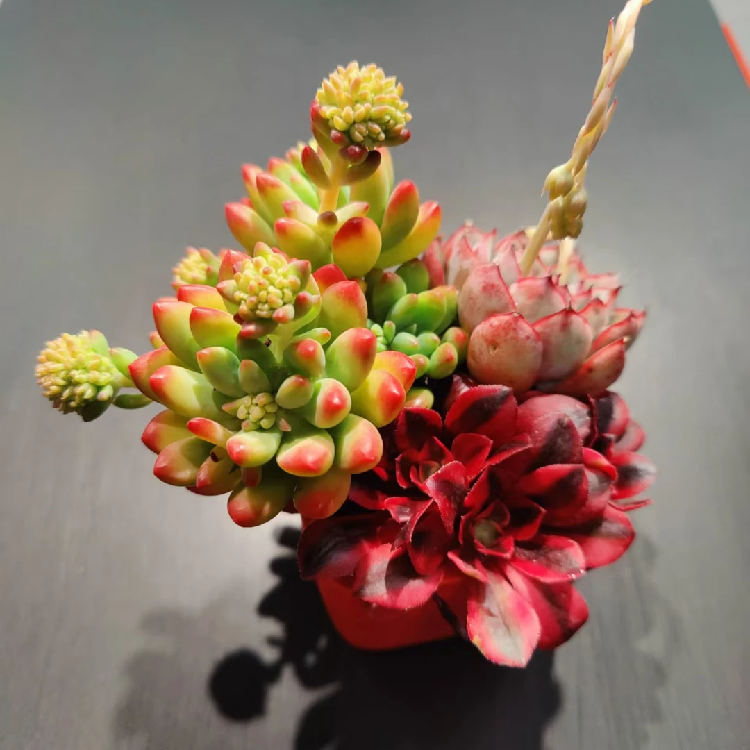 【直播专享】无土多肉拼盆--花开富贵小方红盆套装0208