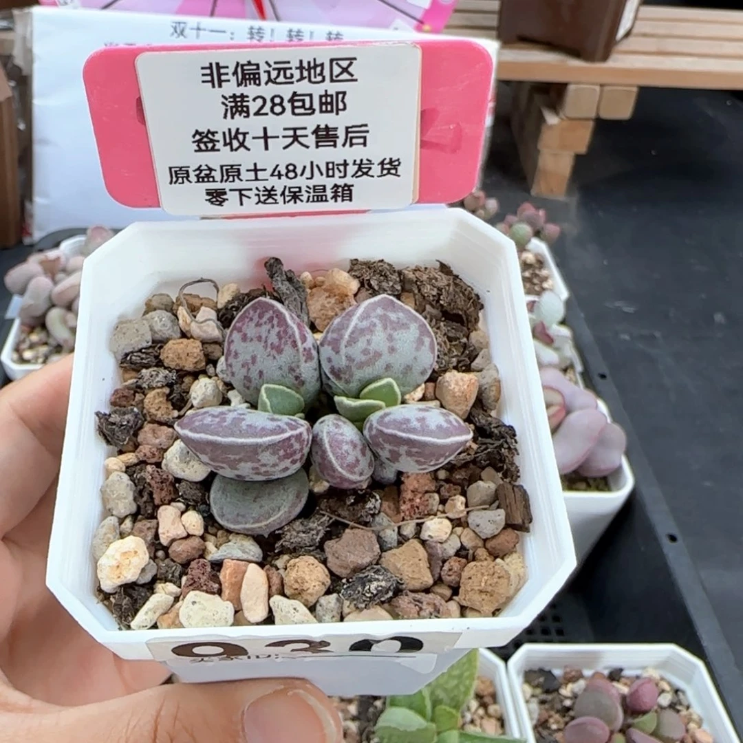 930艾薇蛋多肉植物